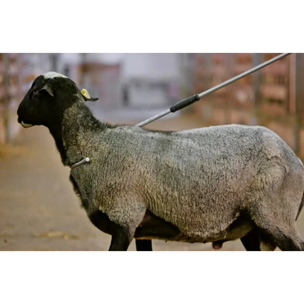 Beikircher Grünland Kerbl bastone pastore gancio collo 135cm