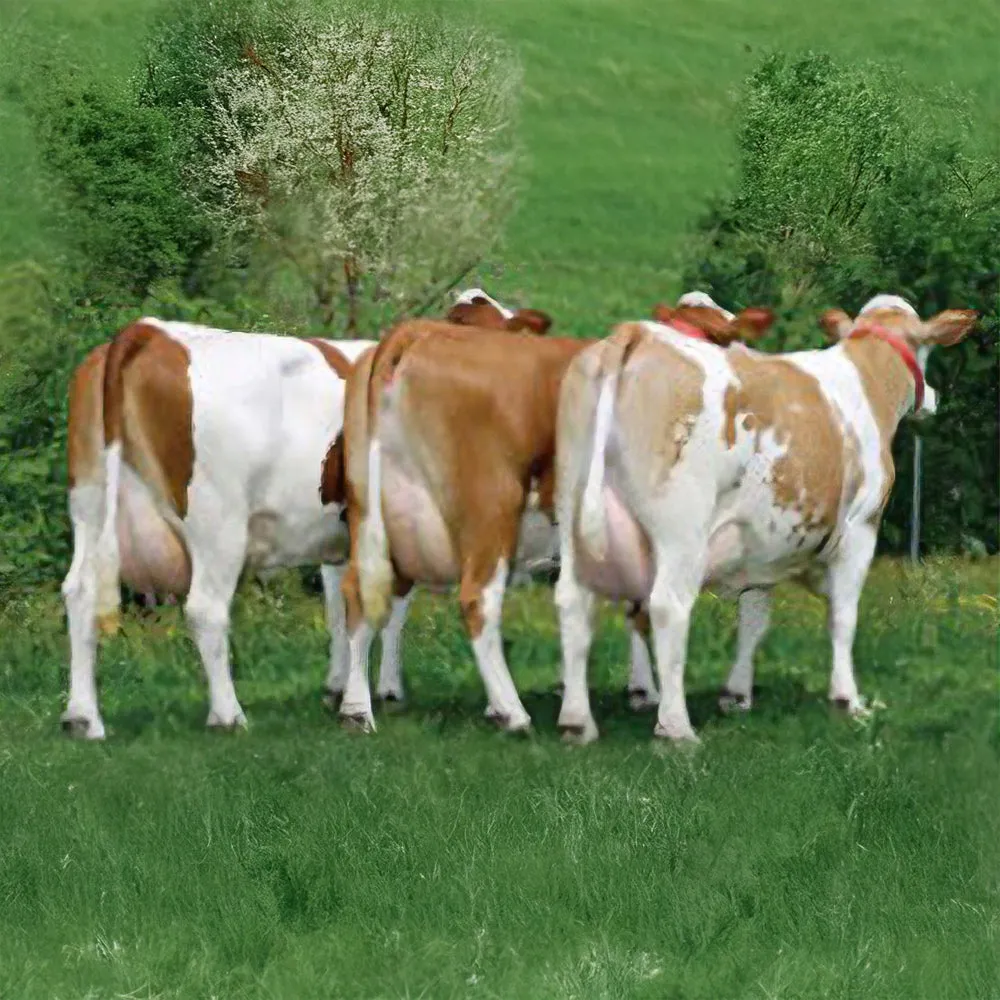 Beikircher Unifeed trebbie birra mangime  proteico