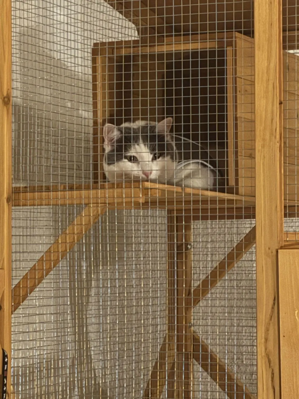 Il Verde Mondo Minou cuccia gatti esterno 80x86x180