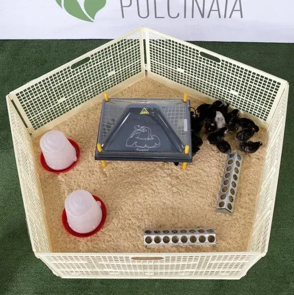 Il Verde Mondo pulcinaia svezzamento 40 pulcini kit completo