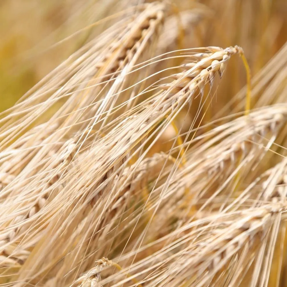 Beikircher Grünland Adalina orzo invernale bio sacco 30 kg