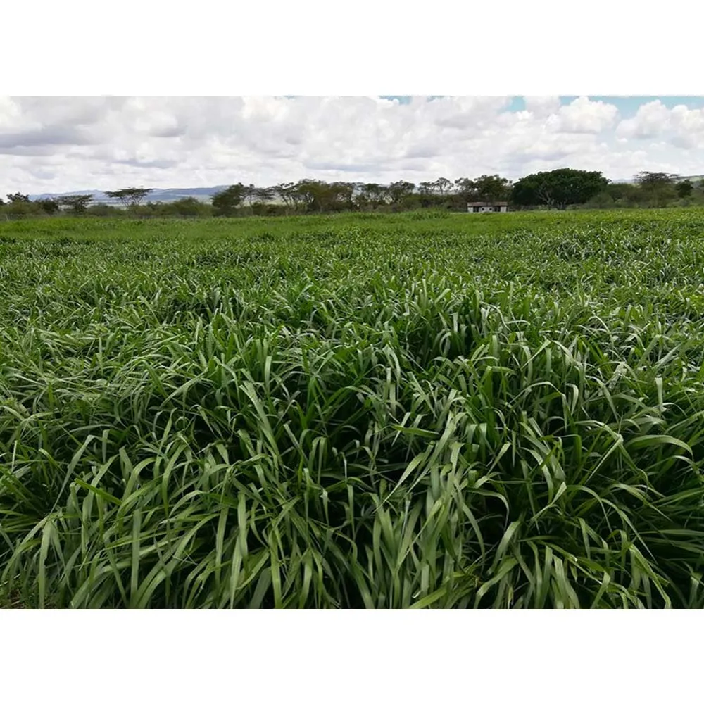 Beikircher Grünland Zolfo Fertilizzante Liquame 25 kg