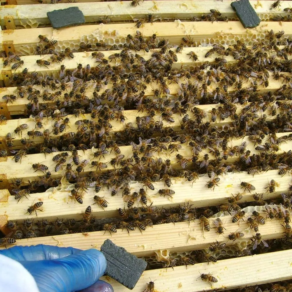 ApiLife VAR Strisce Anti Varroa 2 Pezzi al Timolo
