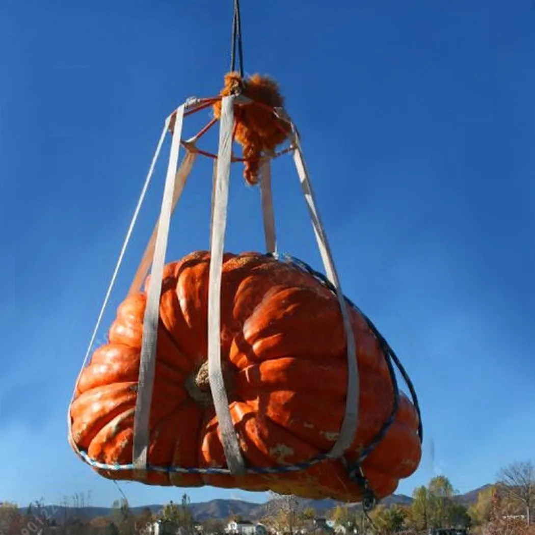 Semi zucca gigante 20 semi orto pieno sole