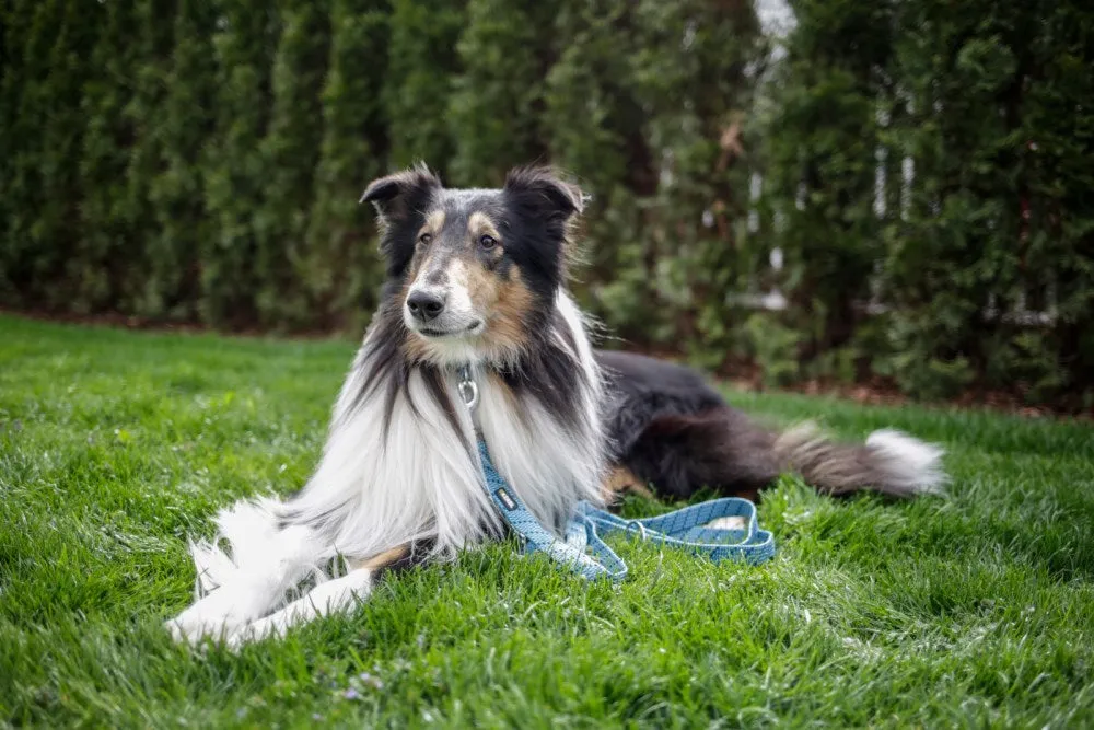 Beikircher Grünland Colorado guinzaglio cani fucsia regolabile
